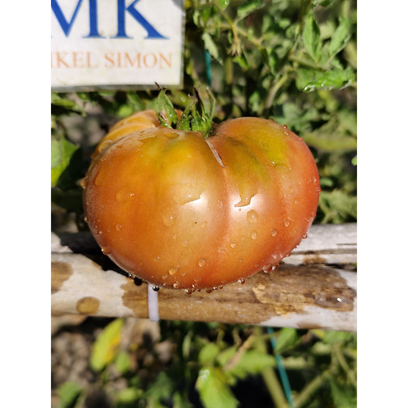 Tomate Dwarf Wild Fred nasiona - kup online