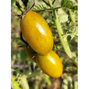 Tomate Artisan Green Tiger semená - kúpiť online