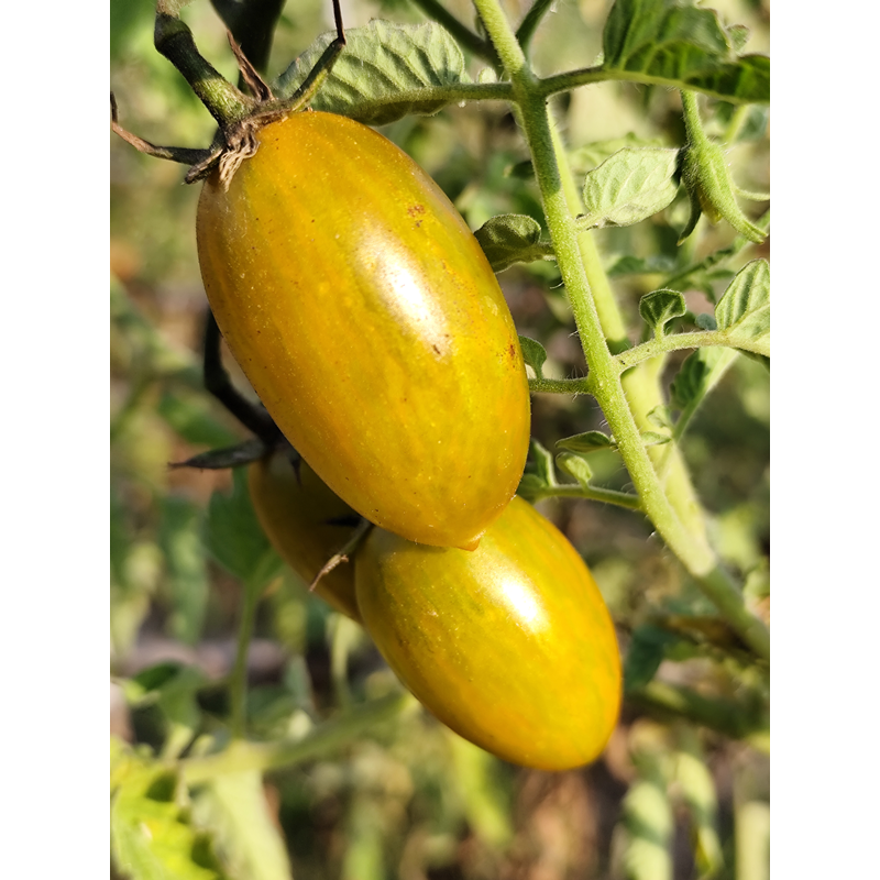 Tomate Artisan Green Tiger seme - kupite online