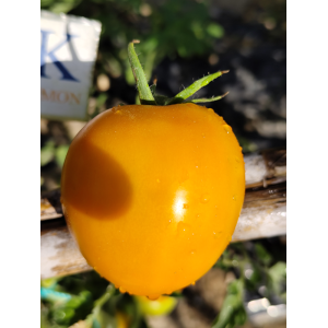 Tomate Kaki Coing sementes - comprar online