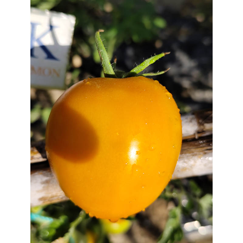 Tomate Kaki Coing siemenet - osta verkosta
