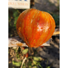 Tomate Berkeley Tie Dye Heart, 10 σπόροι (329)