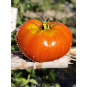 Tomate Waratai Red semená - kúpiť online