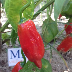 Acheter graines Aji Norteño, graines, cosecha propia