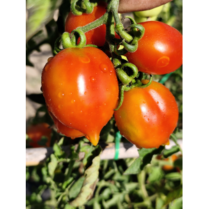 Tomate Borgo Cellano vetőmag - vásárlás online