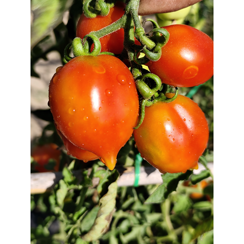 Tomate Borgo Cellano zaden kopen