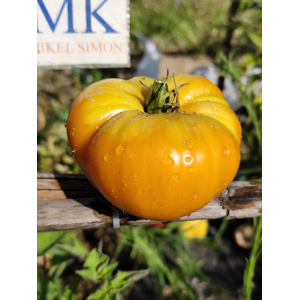 Tomate Kentucky Beefsteak — купить семена
