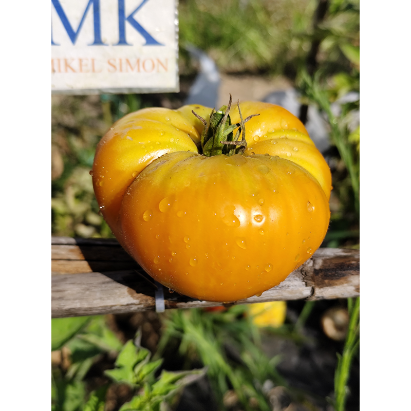 Tomate Kentucky Beefsteak seeds - buy online