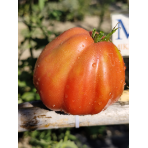 Tomate Inzhir Rosovyi zaden kopen