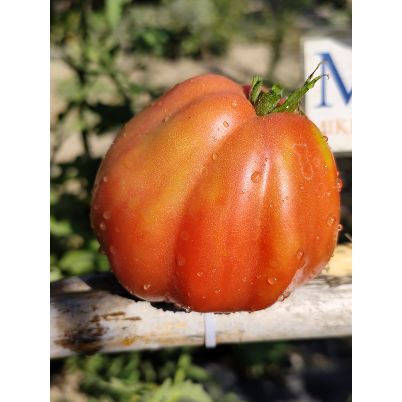 Tomate Inzhir Rosovyi насіння - купити онлайн