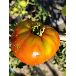 Tomate Homer's German Oxheart — купить семена