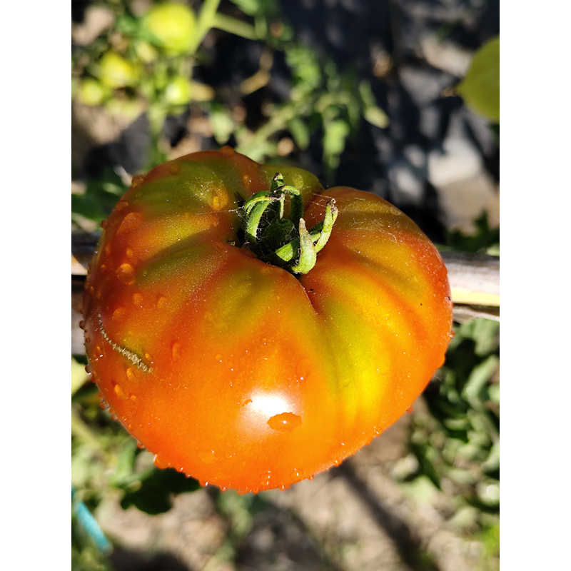 Tomate Homer's German Oxheart σπόροι - αγορά online