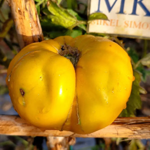 Tomate Moya Verde zaden kopen