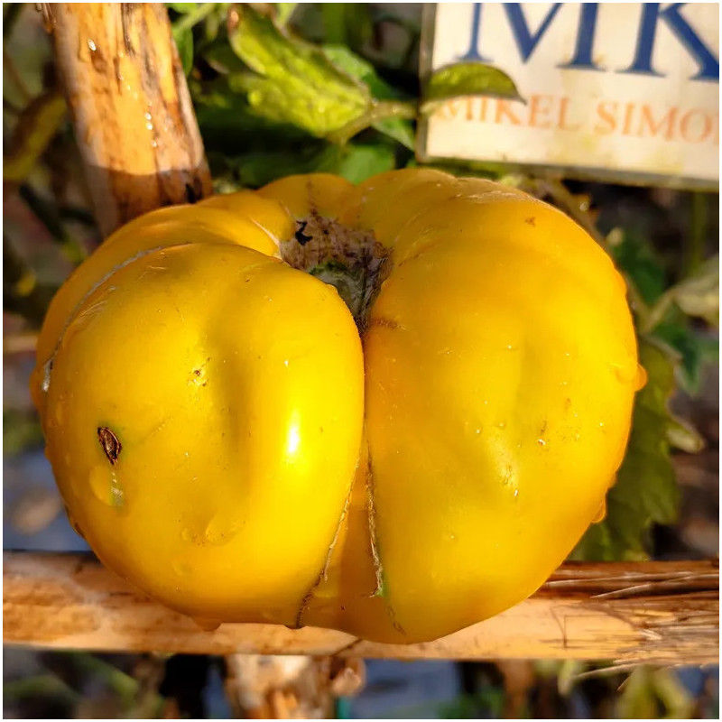 Tomate Moya Verde seeds - buy online
