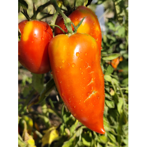 Tomate Popa De Vaca seme - kupite online