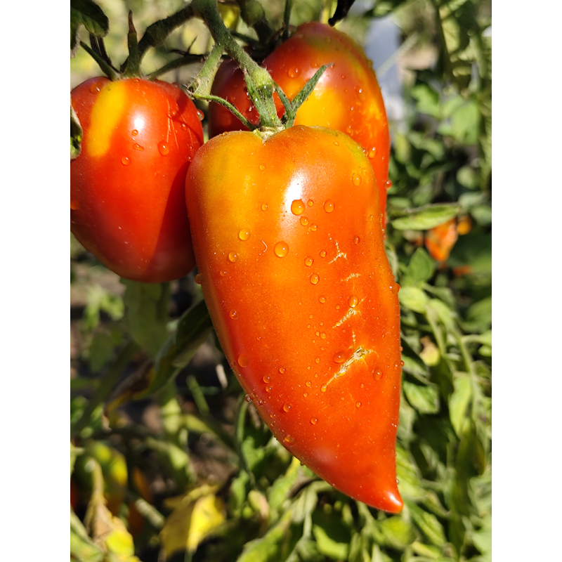 Tomate Popa De Vaca semena - koupit online
