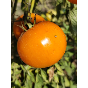 Tomate Mangue sjemenke - kupnja