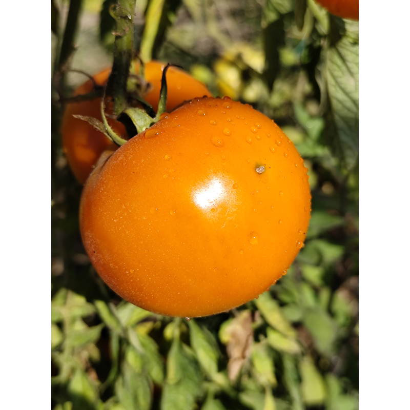 Tomate Mangue frø - kjøp på nett
