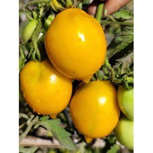Tomate Miracle Of The World sėklos - pirkti internetu