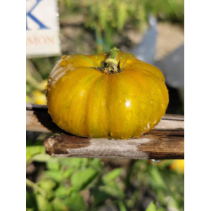 Tomate Delta Moss σπόροι - αγορά online