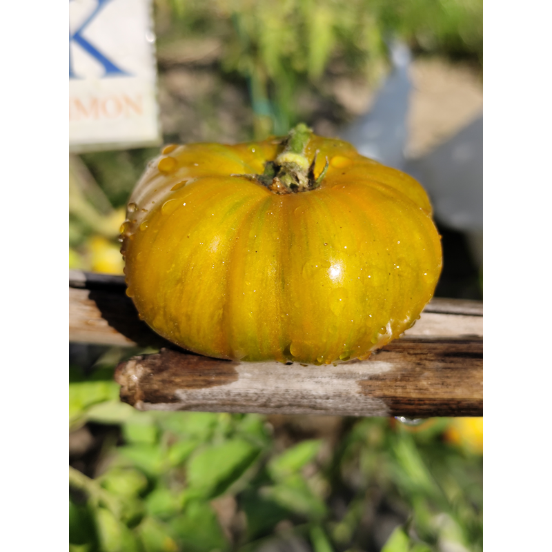 Tomate Delta Moss semințe - cumpără online