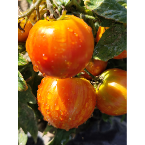 Tomate Pixie Striped sementes - comprar online
