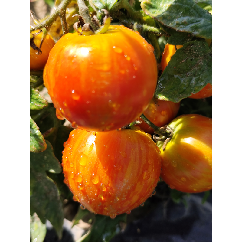 Tomate Pixie Striped semi - acquista online