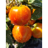 Tomate Pixie Striped, 10 семена (349)