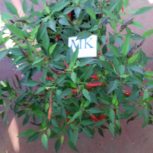 CHILE CHINESE ORNAMENTAL 10 seeds, sementes, cosecha propìa semen