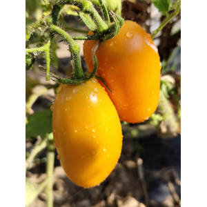 Tomate Dwarf Laura's Bounty, 10 semillas - comprar semillas de to
