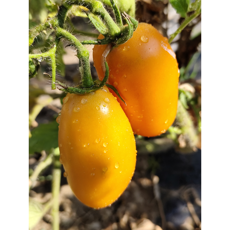 Tomate Dwarf Laura's Bounty seme - kupite online