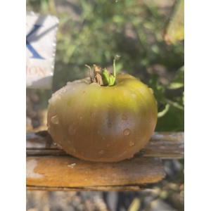 Tomate Black Leon sementes - comprar online