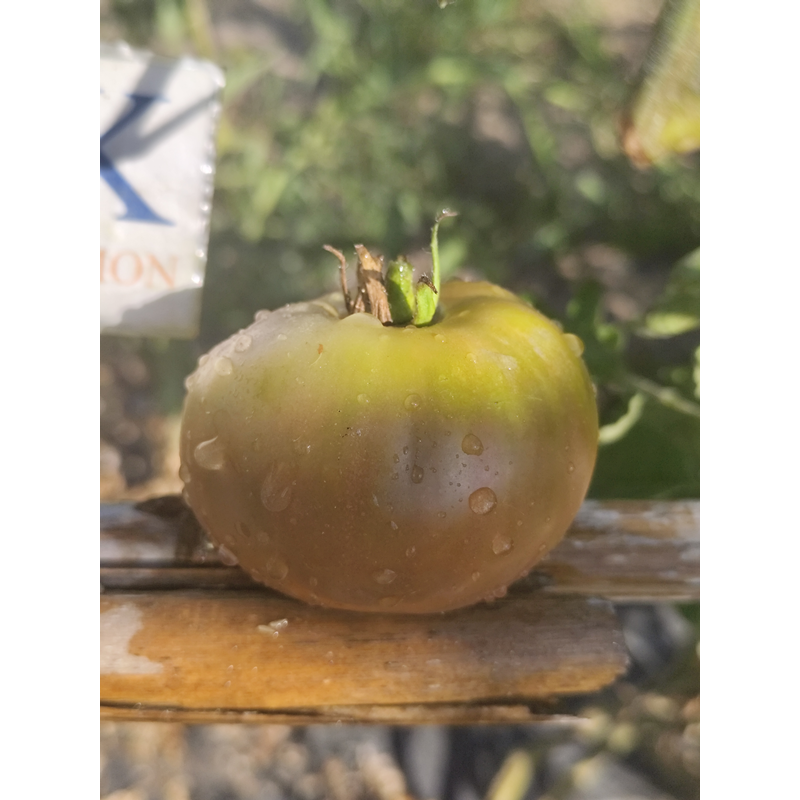 Tomate Black Leon nasiona - kup online