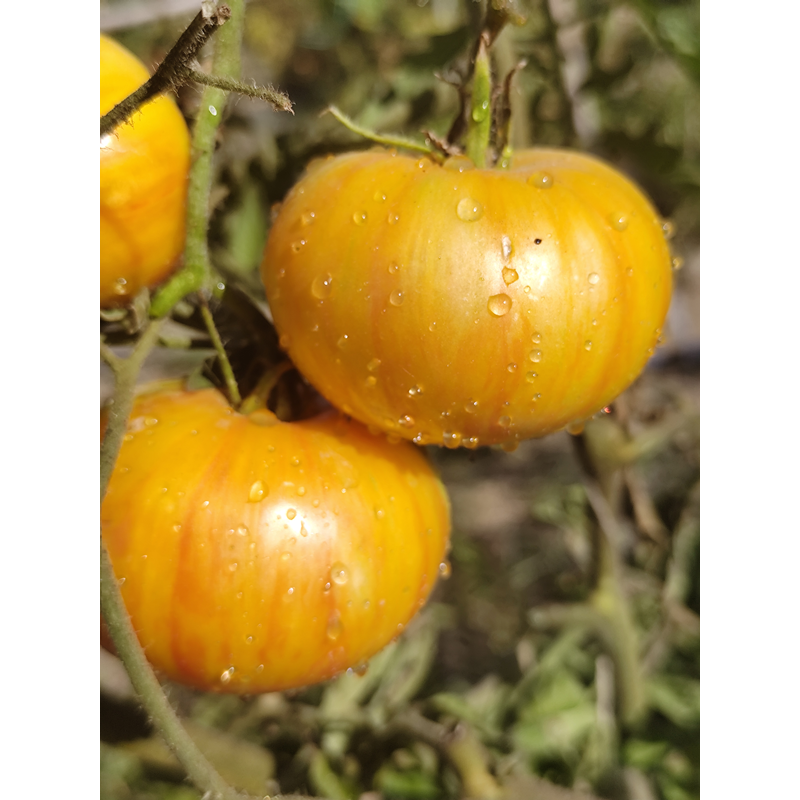 Tomate Lover's Lunch semená - kúpiť online