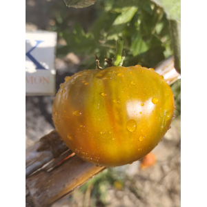 Tomate Charlie's Green semená - kúpiť online