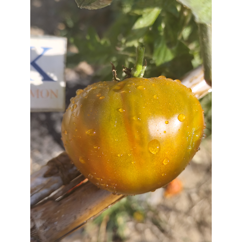 Tomate Charlie's Green — купить семена