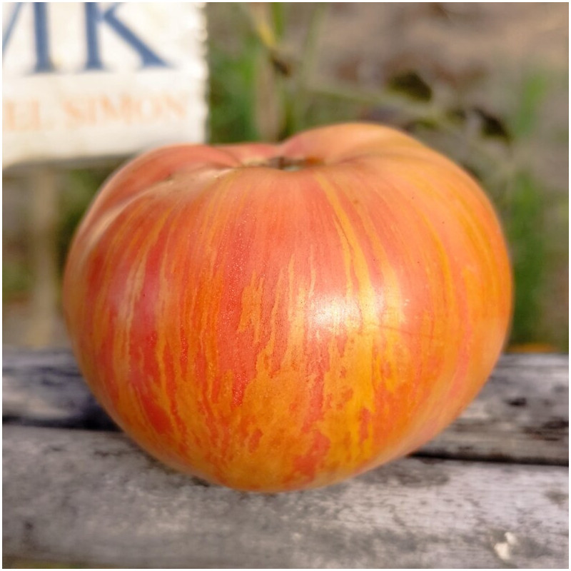 Tomate Dwarf Firebird Sweet sjemenke - kupnja
