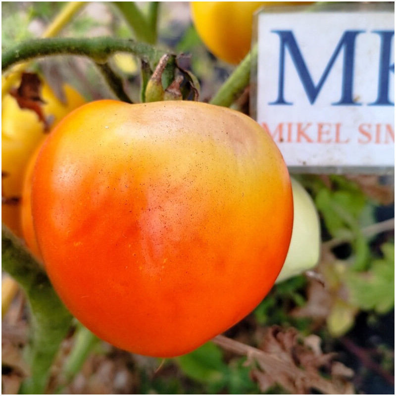 Tomate Carotina semi - acquista online