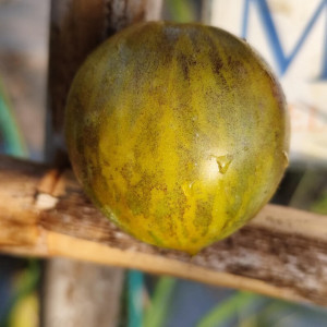 Tomate Lunnyi Kamen, 10 Semillas - comprar semillas de tomate