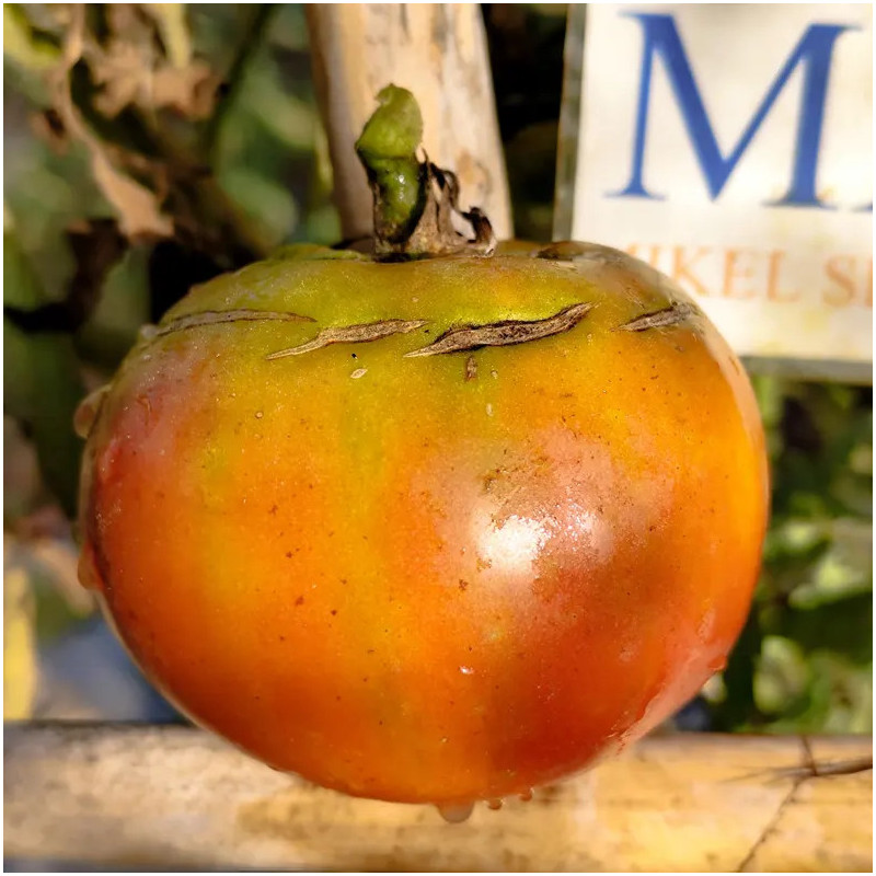 Tomate Giant Black Ukrainian semená - kúpiť online