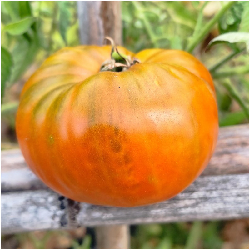 Tomate Jarson 16 frø - kjøp på nett
