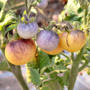 Acheter graines Tomate 1999