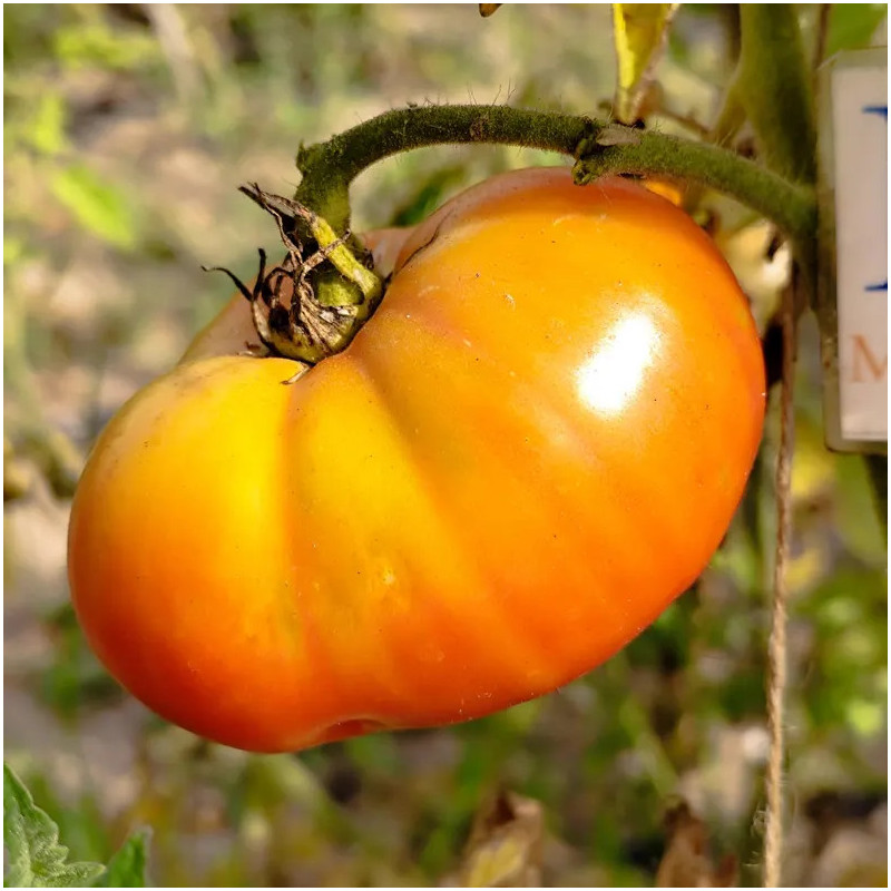 Tomate Babushkina Radost seeds - buy online