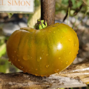 Tomate Verte d'Huy frø - kjøp på nett