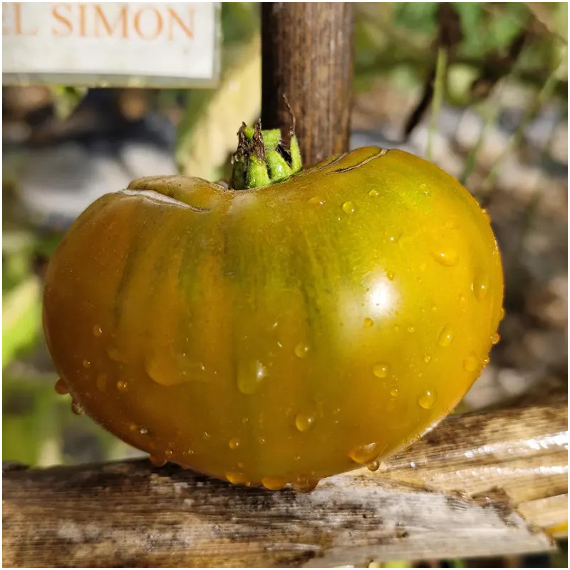 Tomate Verte d'Huy σπόροι - αγορά online