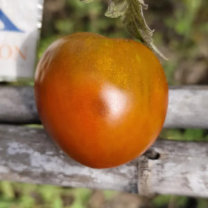 Tomate Black YUM YUM, 10 semillas - comprar semillas de tomate