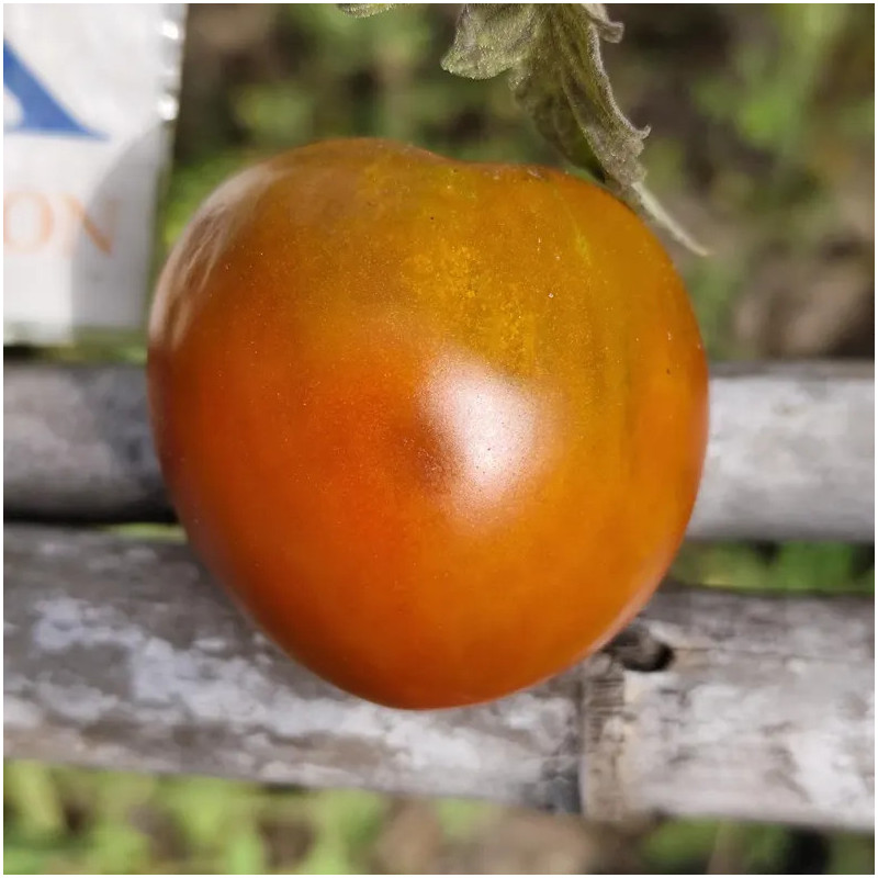 Tomate Black YUM YUM — купить семена