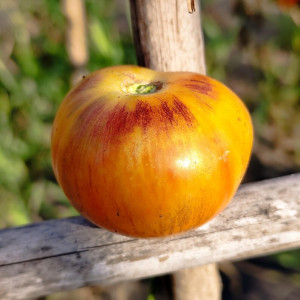 Tomate Cosmic Burst насіння - купити онлайн
