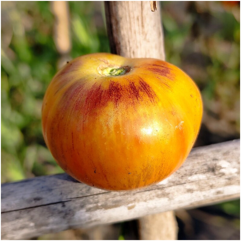 Tomate Cosmic Burst vetőmag - vásárlás online
