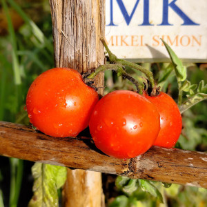 Tomate Terra Cota Cherry sėklos - pirkti internetu